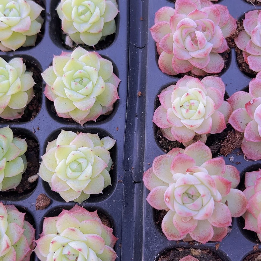 玫瑰仙子3粉3黄19包邮