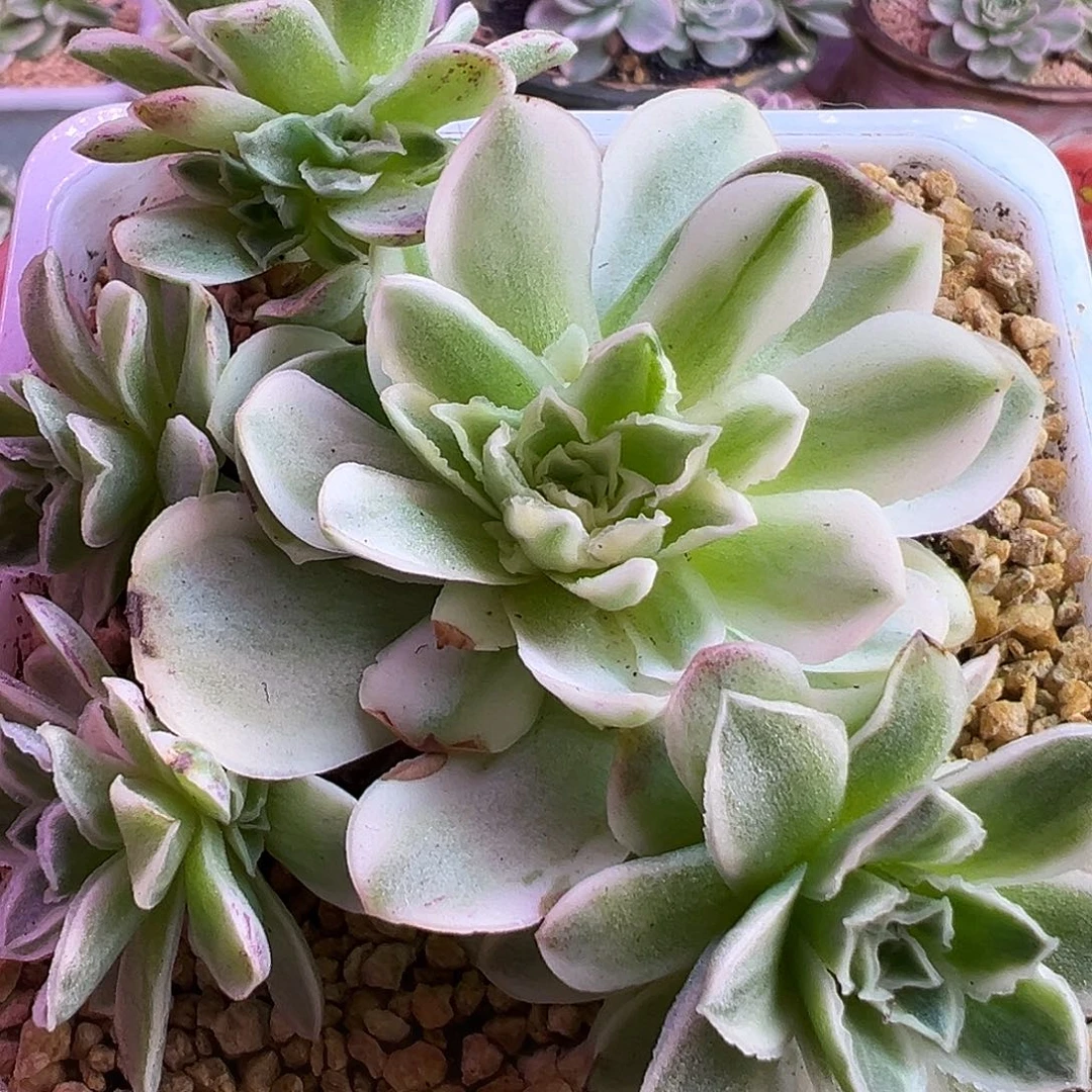 山地玫瑰锦秋夕1477号