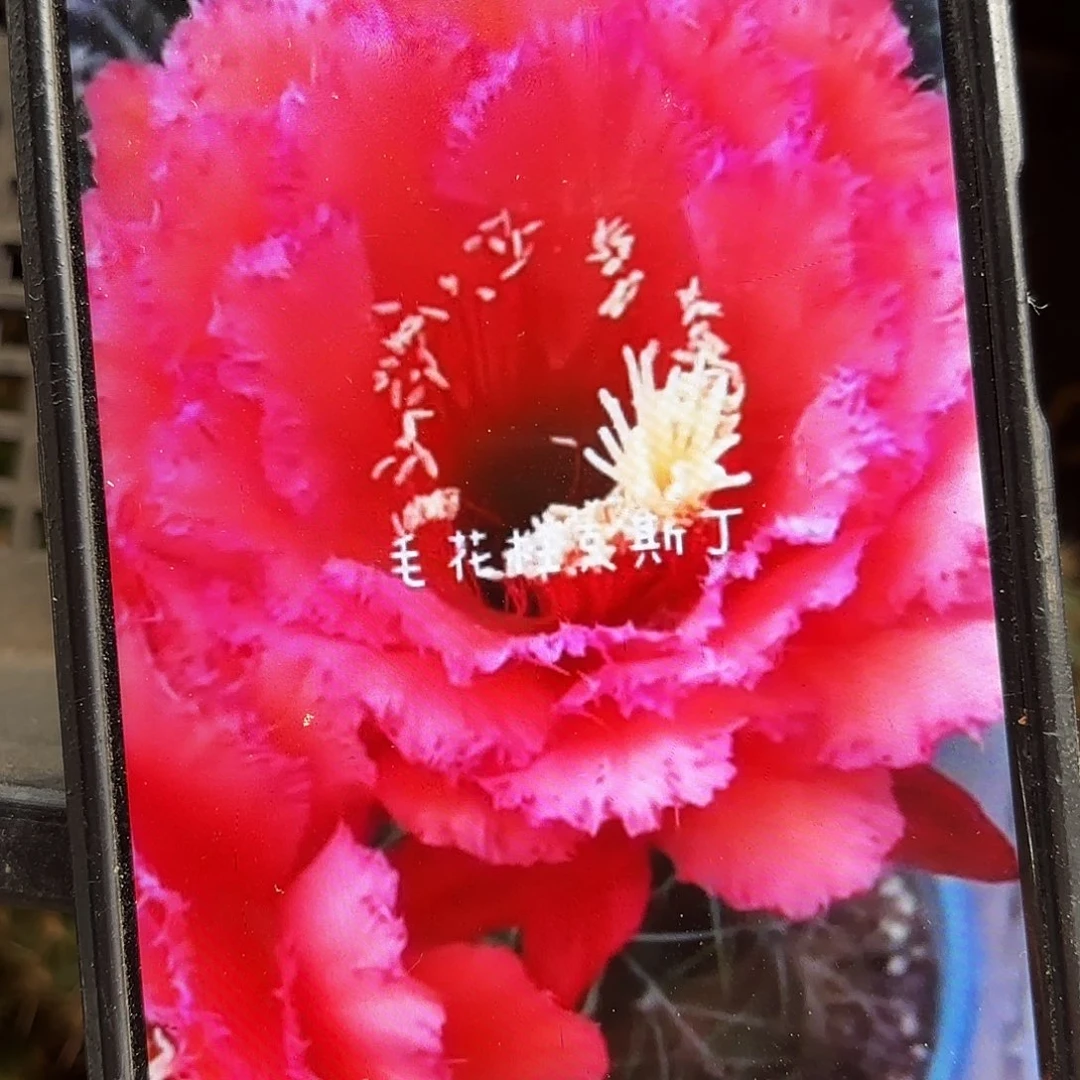 克斯丁毛侧牙20包邮仙人球30