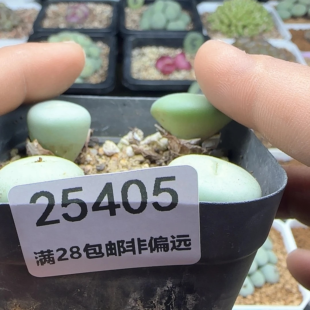 S****—哈哈哈哈哈哈25405