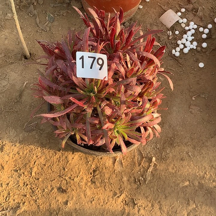 无花朵?****?179火凤凰南