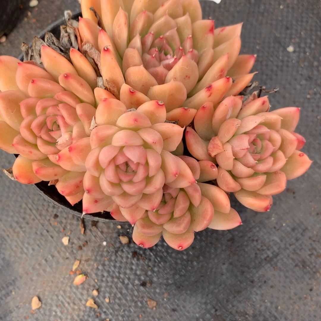 5885杂交多肉老桩