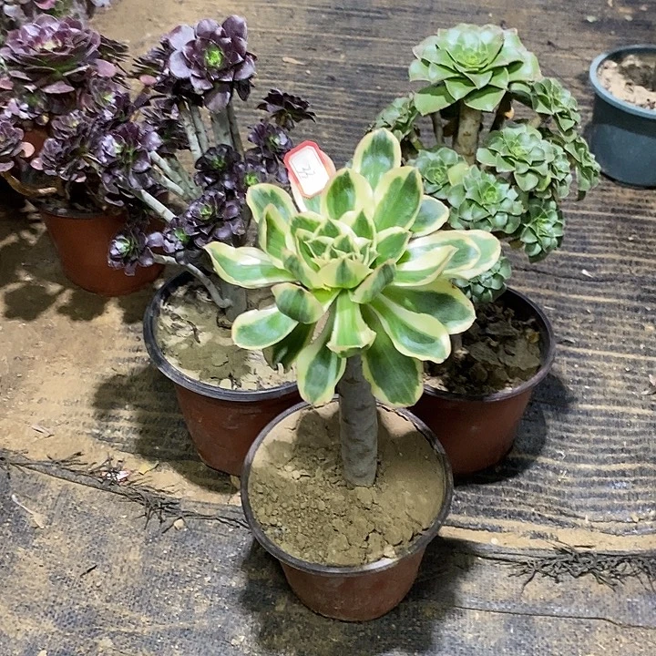 33，3颗多肉法师多肉法师