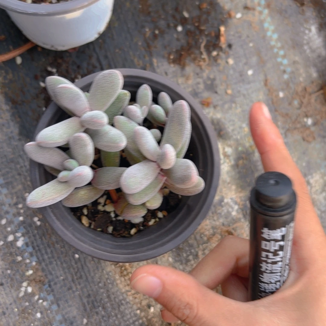 ****康兔子新疆包邮！！