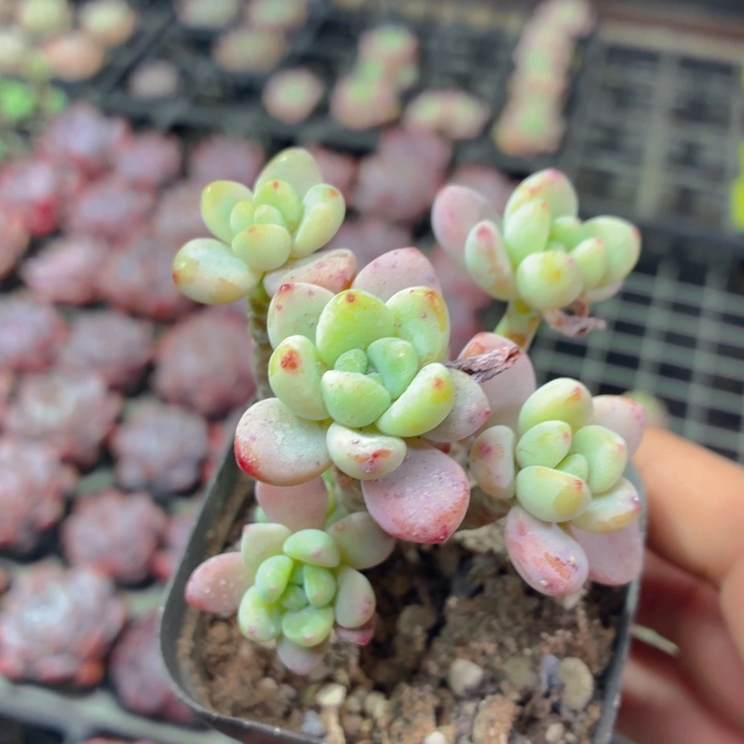 多头罗琦多肉9.9包邮发货