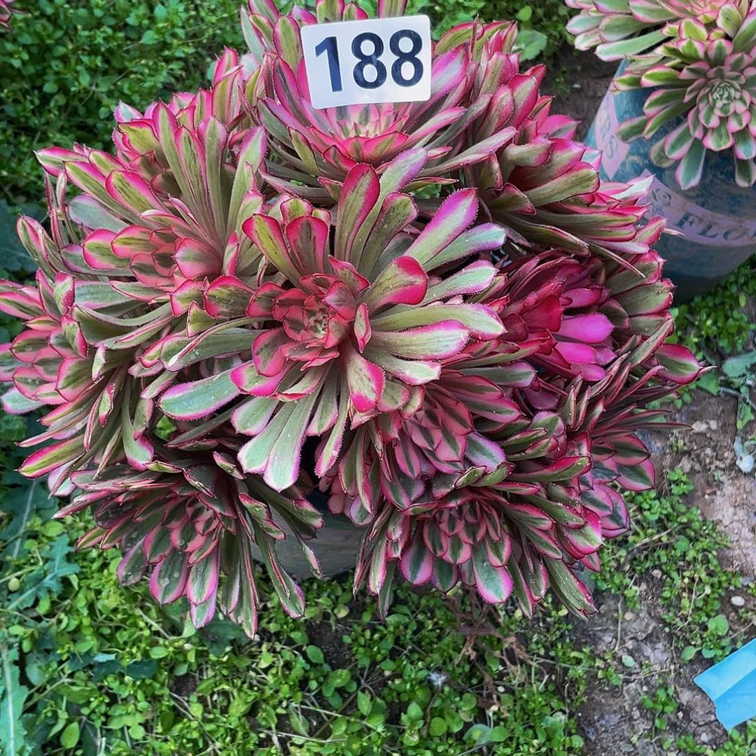 多肉法师188号白月光发货不包损