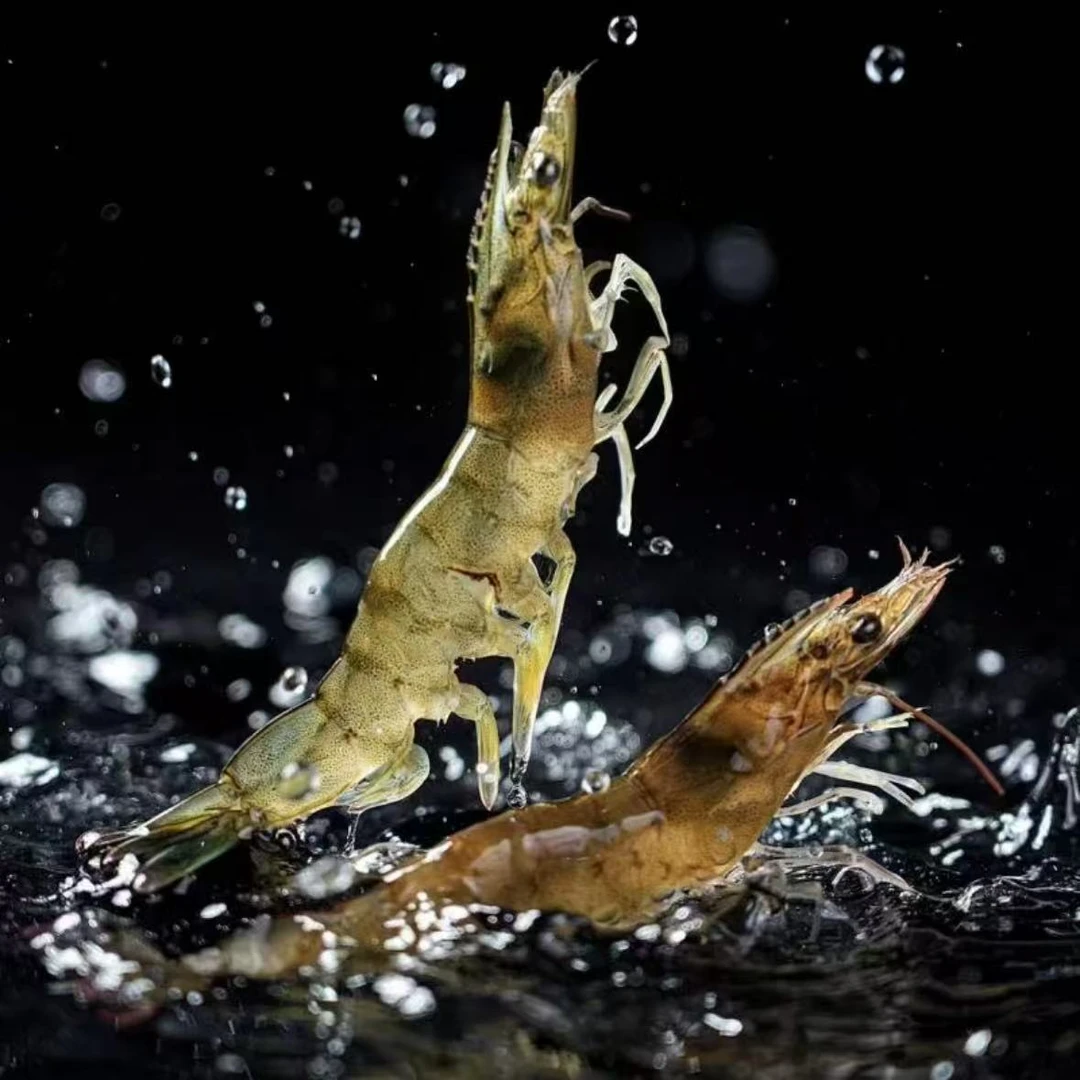 活虾约250g（到手包鲜不包活）