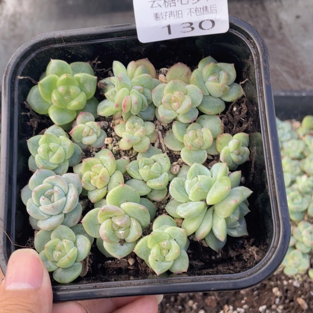 云糖心多肉植物130