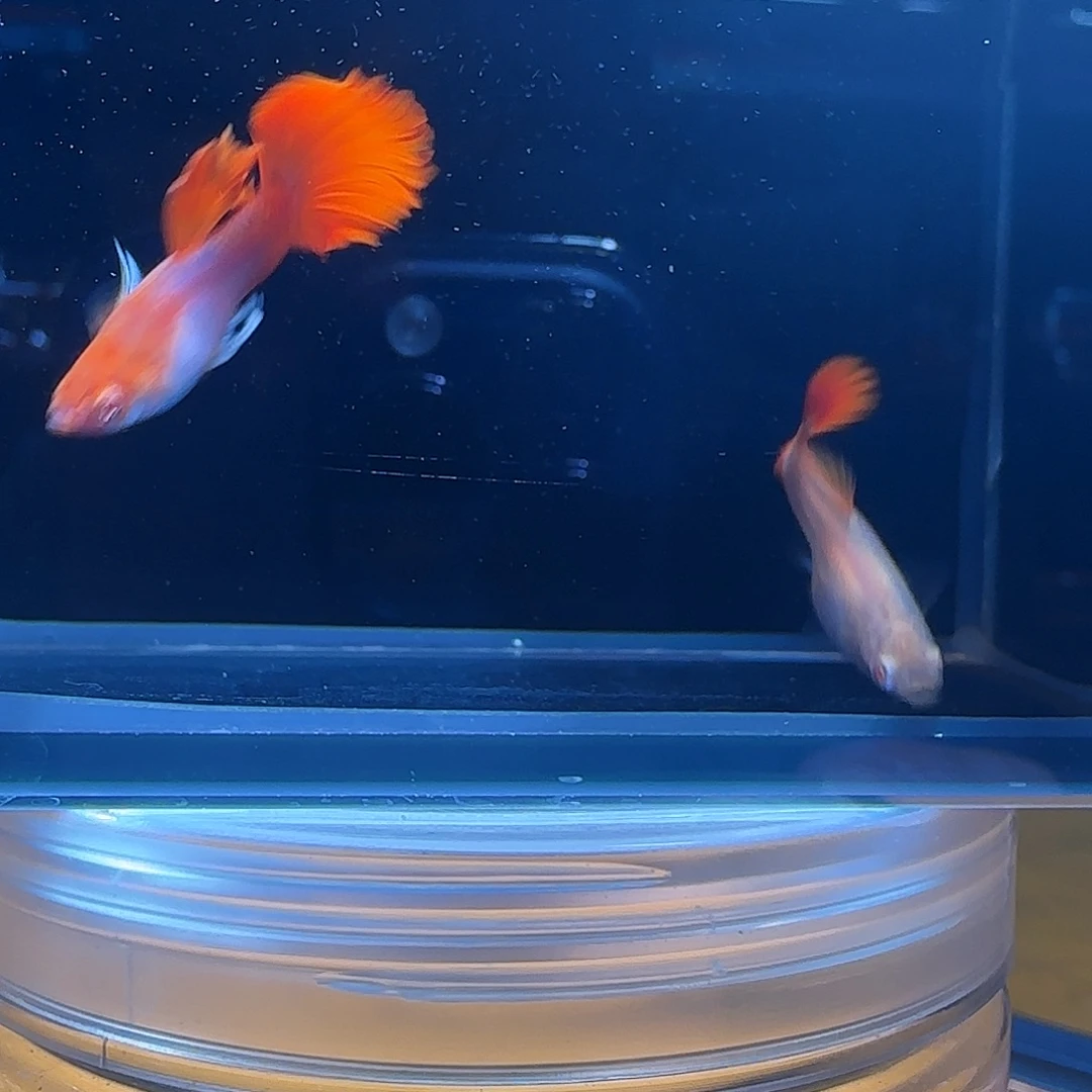 孔雀鱼关注主播参与竞拍