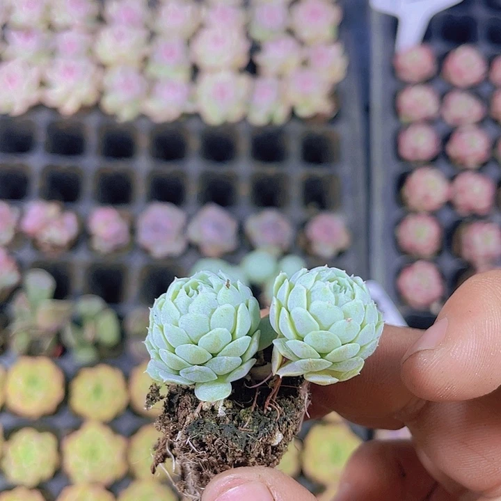 羊脂球【满10颗包邮】
