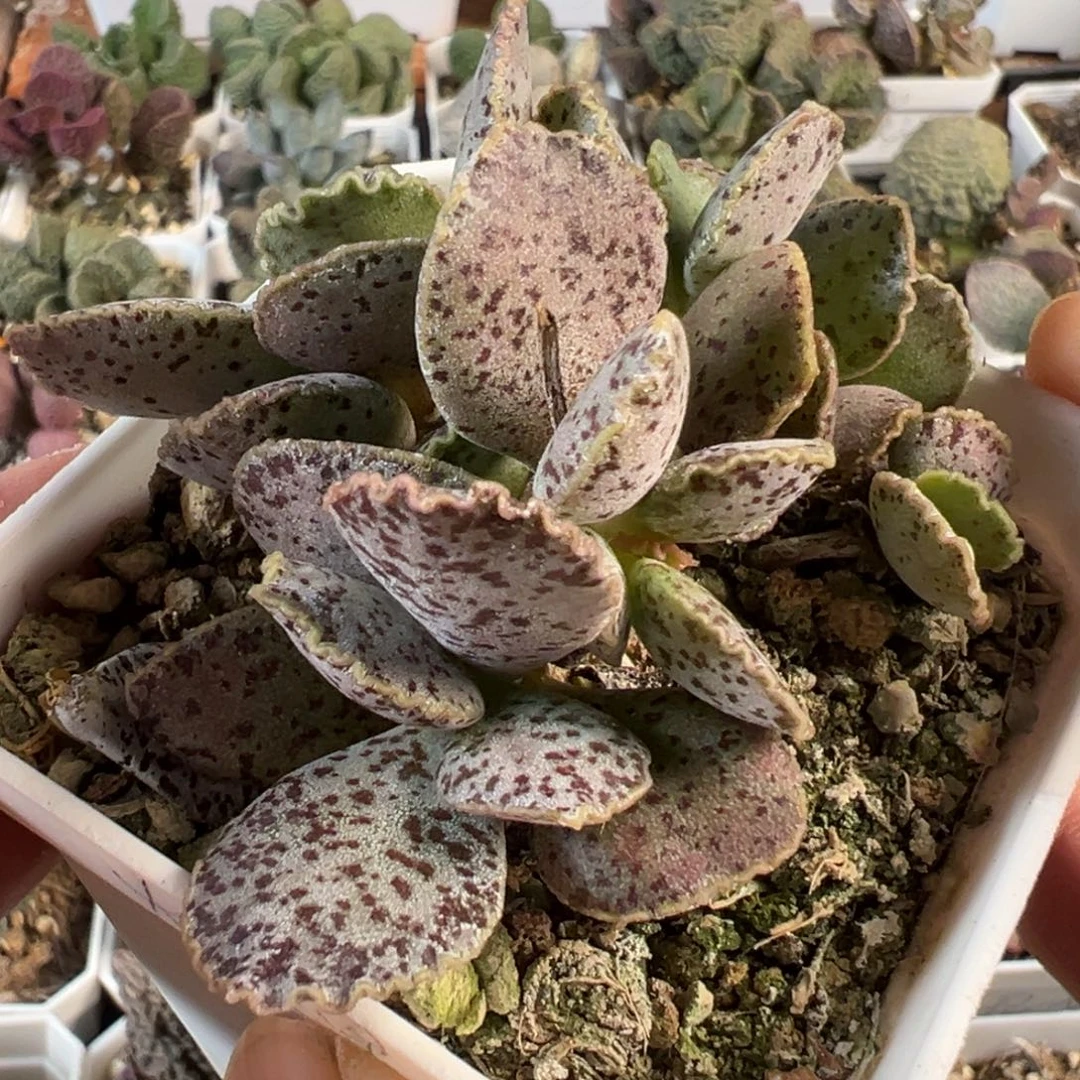 火龙果老桩多肉植物水泡