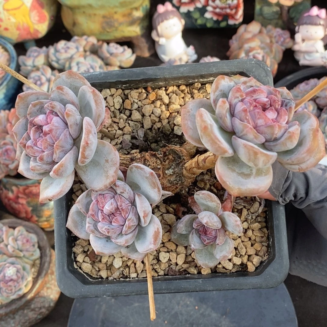 四头大粗腿    玫瑰脸