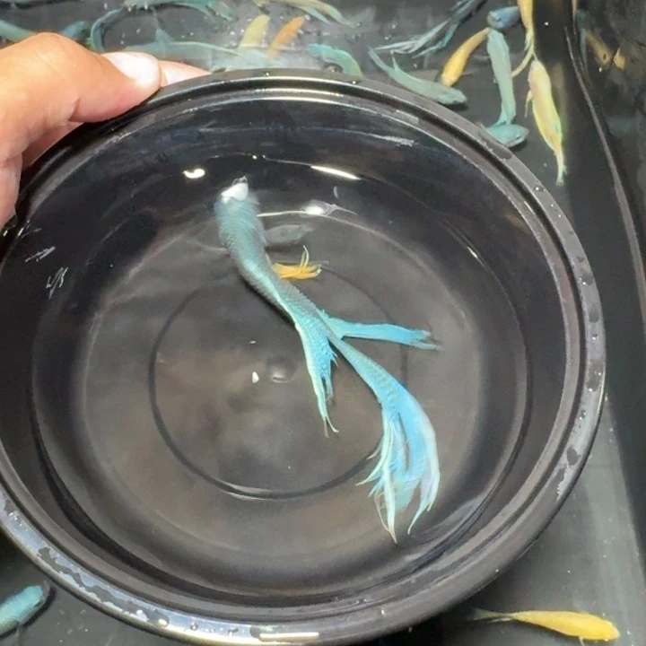 斗鱼直播间对图无纹蓝68
