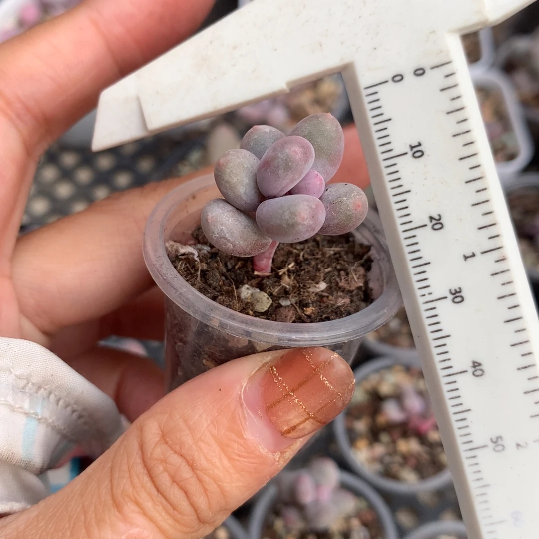 彩虹 不满28发到付 发一片叶