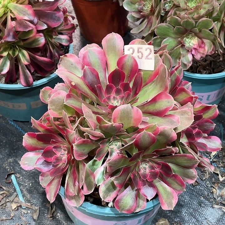 粉女郎252  冠幅23