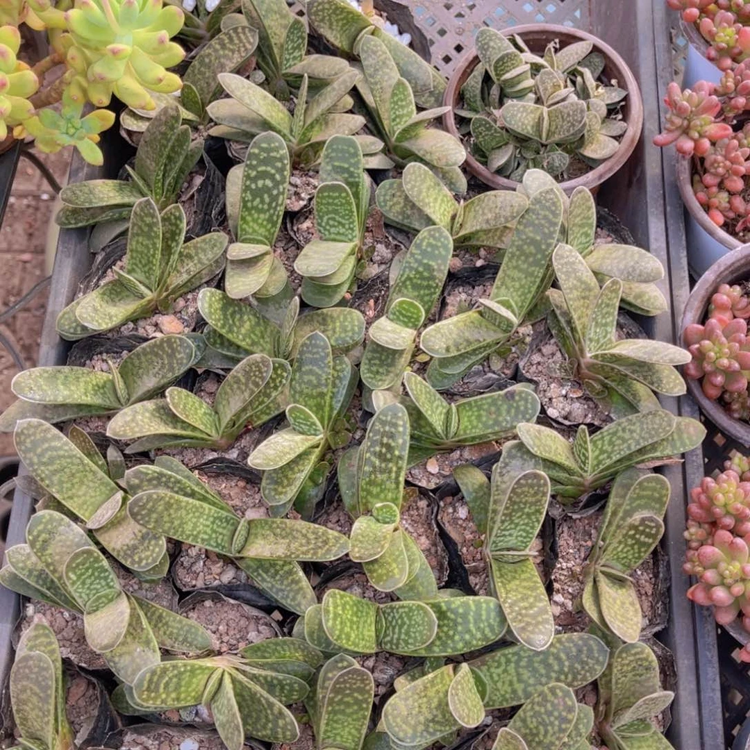 孤品子宝单，满9.9包邮