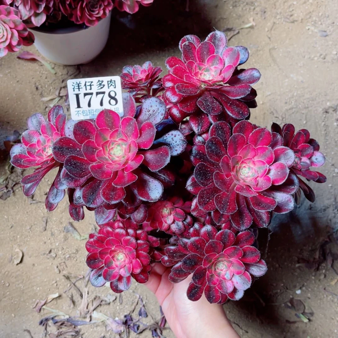 778香耐尔 冠幅20左右