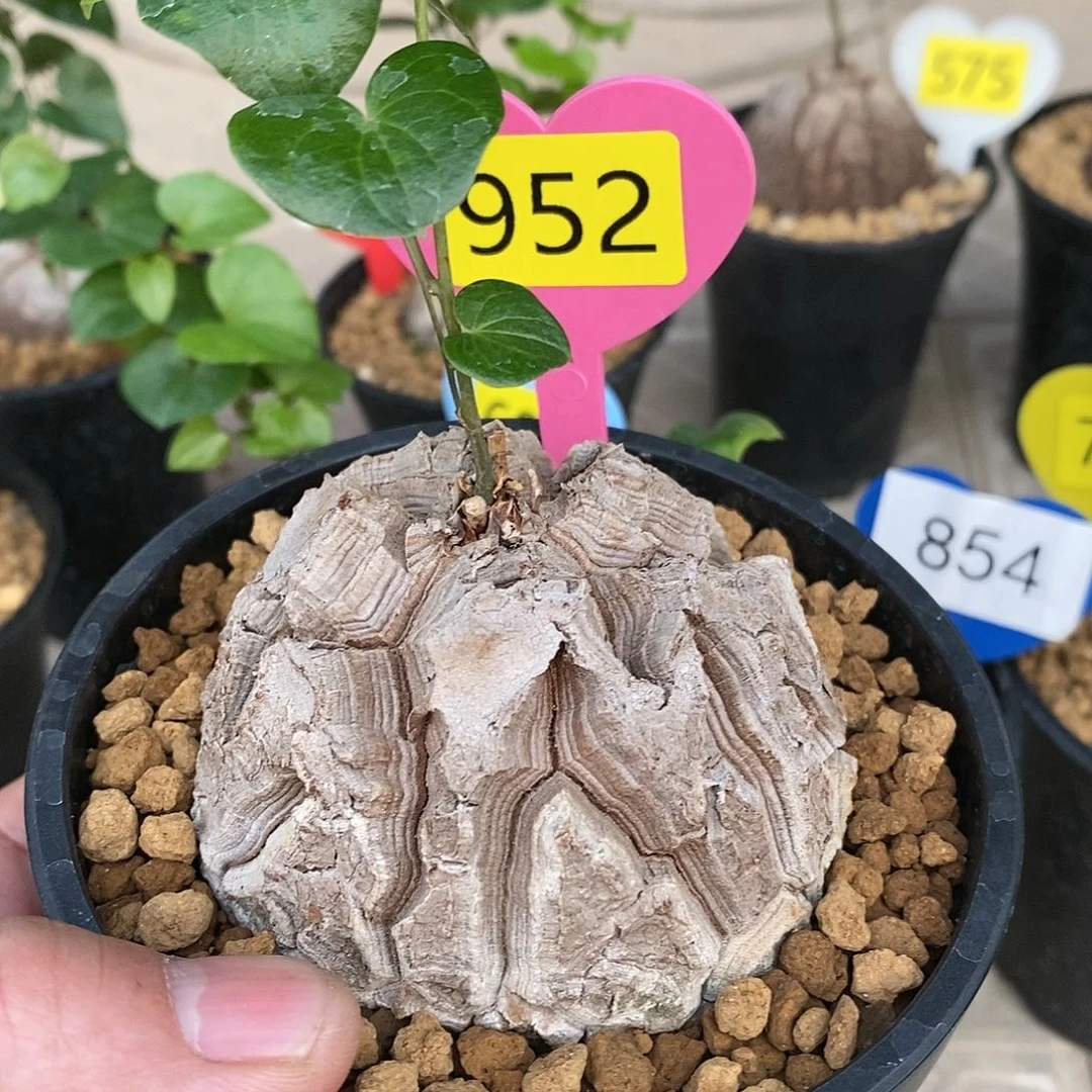 南非龟甲龙龟甲龙