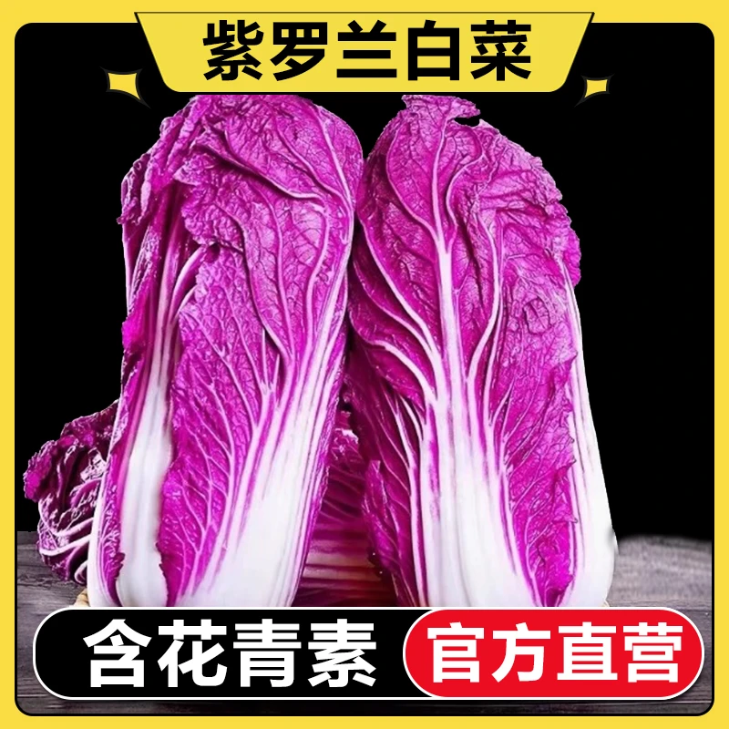 【官方直营】新鲜山东紫白菜农家自种紫白菜酒店用菜凉拌沙拉原材料