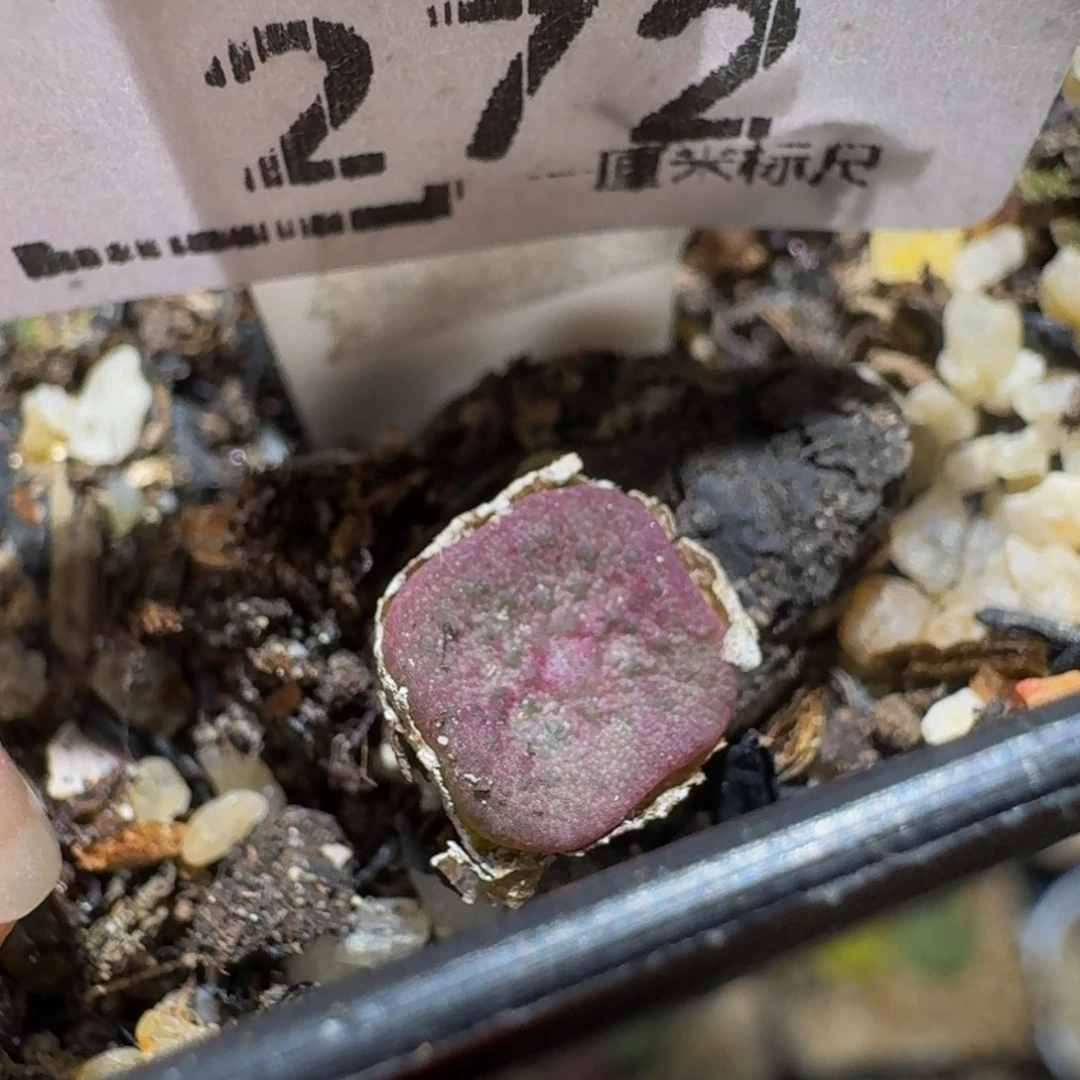 Sssss精品生石花272