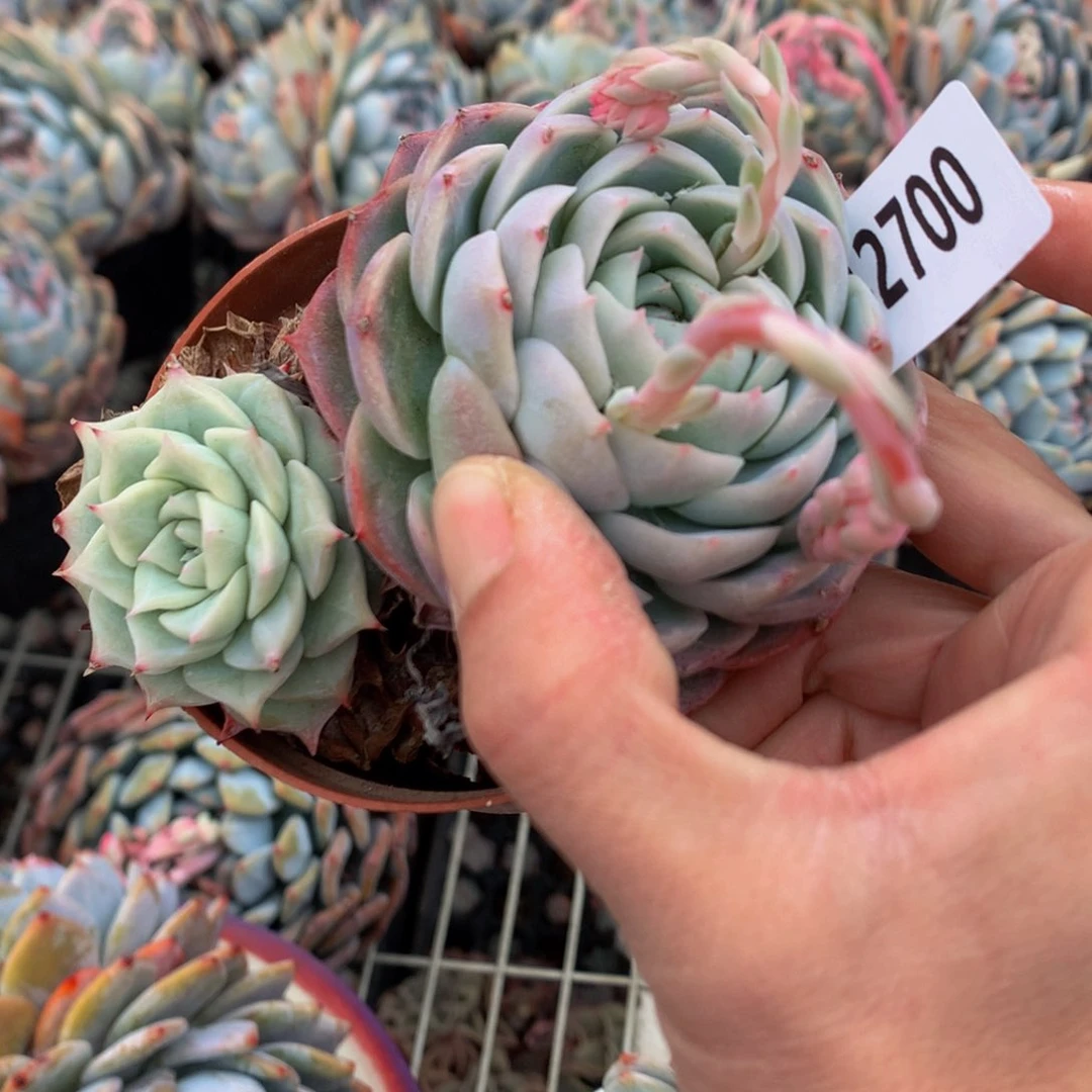 爀***?2700孤星之中还是很不错呢