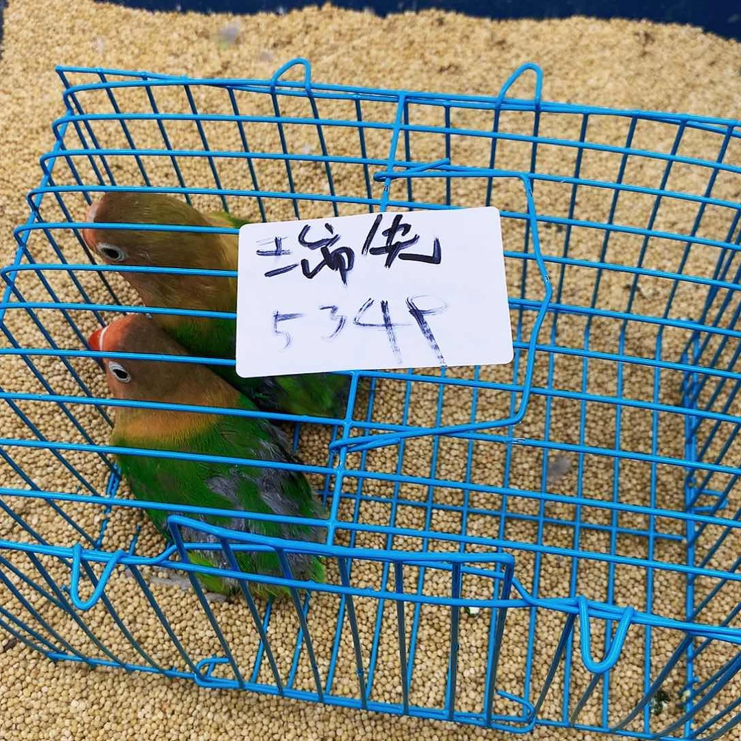 虎皮鹦鹉瑞*森牡丹