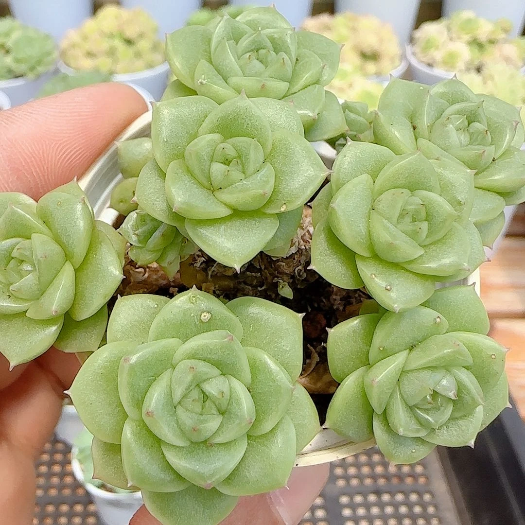 【闪购商品】0714-80优选麦杆
