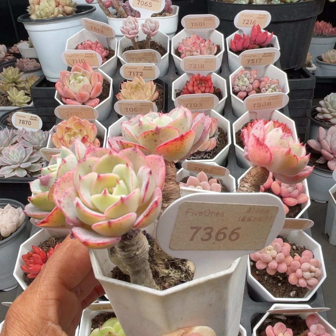 奶油黄桃7366-11.0厘米