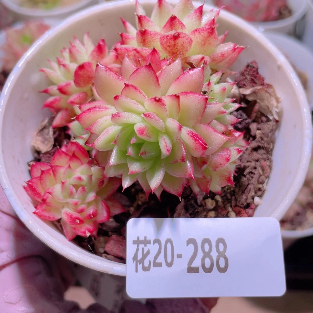 花利美20-288菊花台