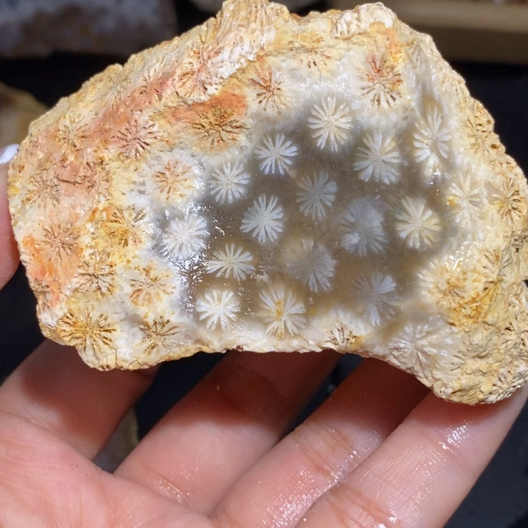 【闪购商品】硅化玉珊瑚玉未镶嵌