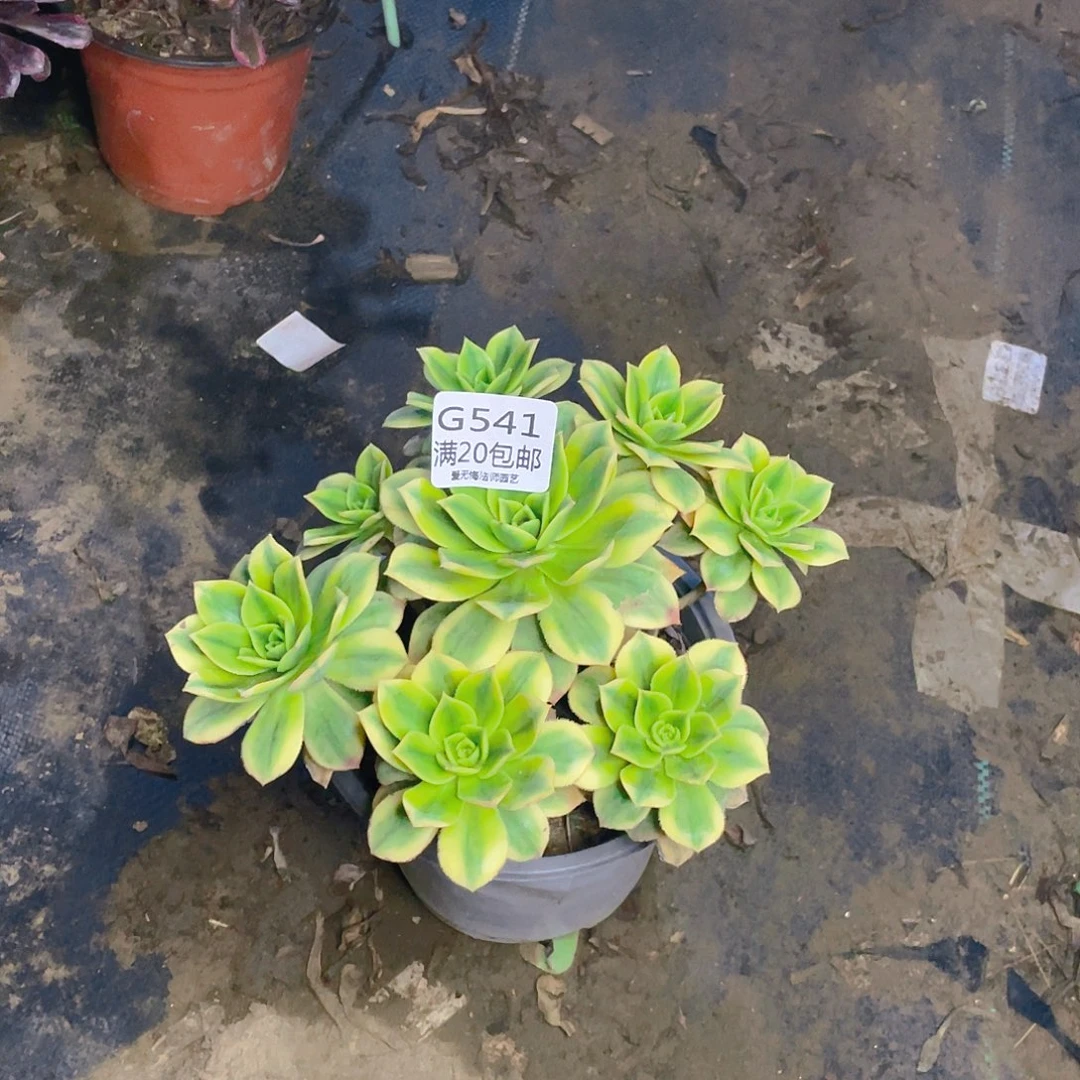 541星爆多肉小损不包