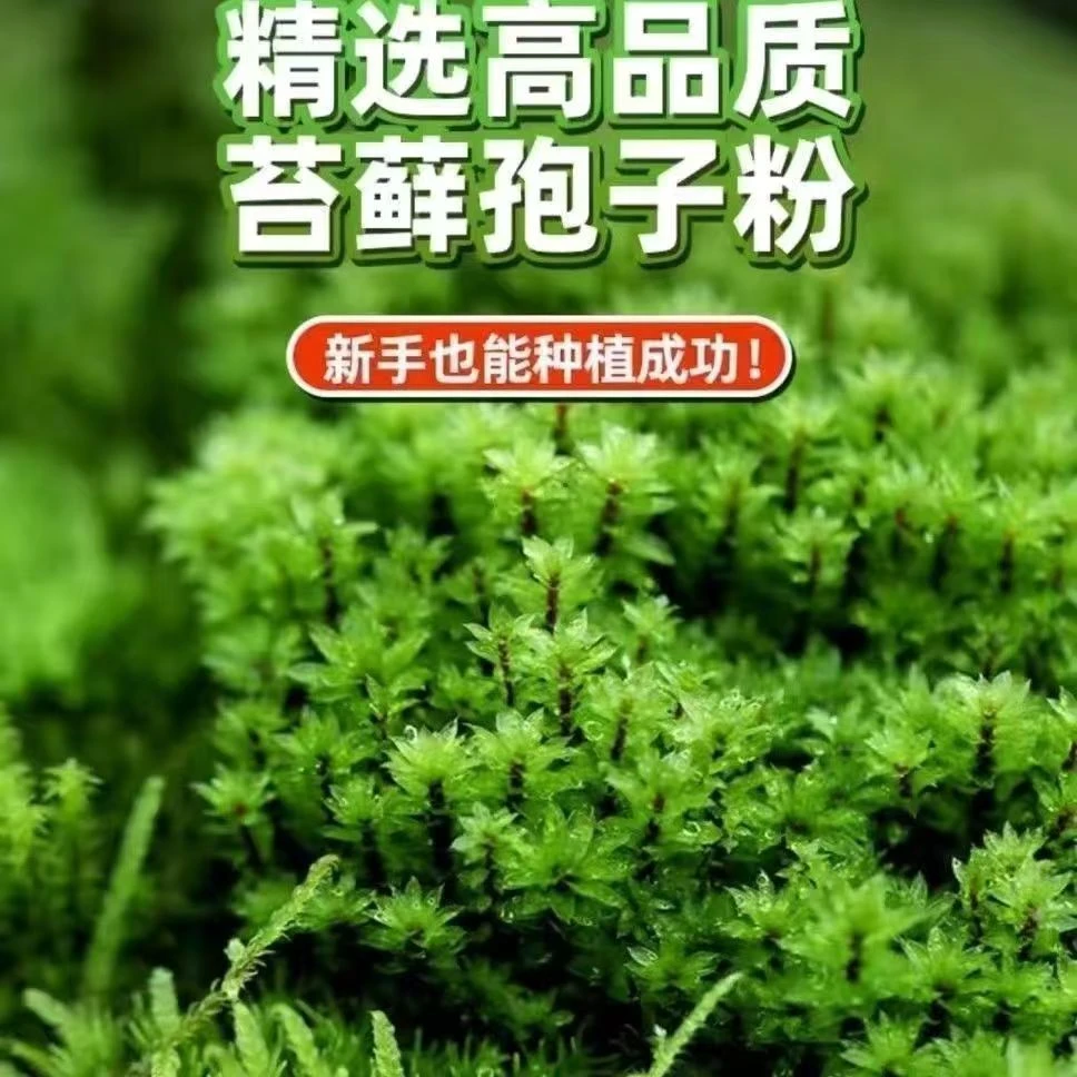 苔藓孢子粉四季鲜活青苔绿植短绒吸水石种子微景观盆景造假山草籽