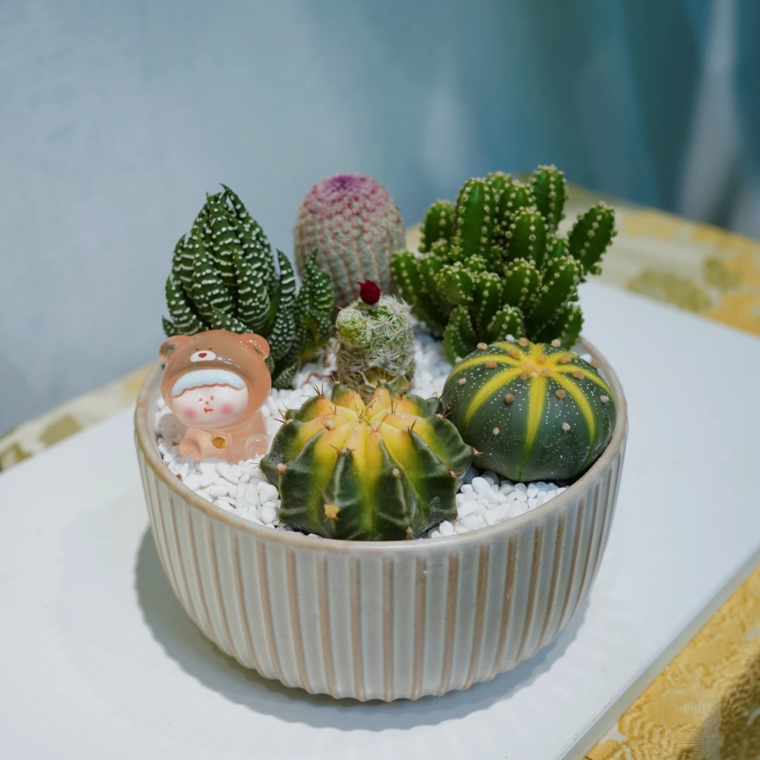 ins风多肉植物沙漠景观仙人掌耐干易养精致百搭轻奢种好瓷盆成品