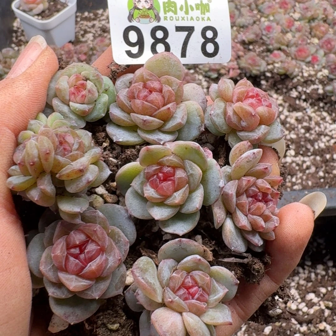 多肉植物多肉植物