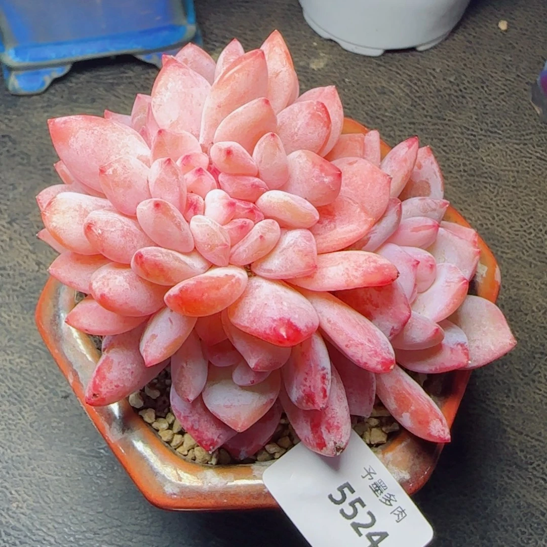 雪之魄缀化，5524多肉植物