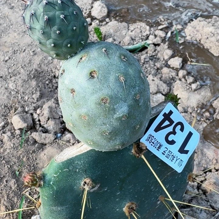 无花朵.**哒134洞洞习东二