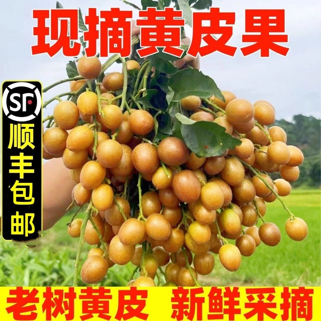 【顺丰包邮】广西黑金刚黄皮果酸甜多汁新鲜采摘孕妇小孩可做饮品