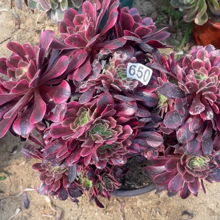 650多肉植物美杜莎缀