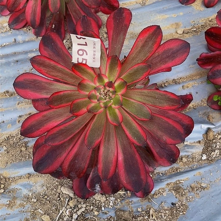 6165女儿红多肉植物