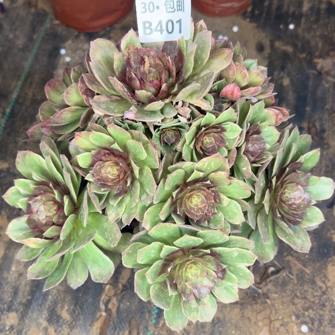 浅*401 多肉不包断枝