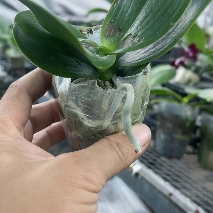 当前无花栽培后可以开花台大红宝石