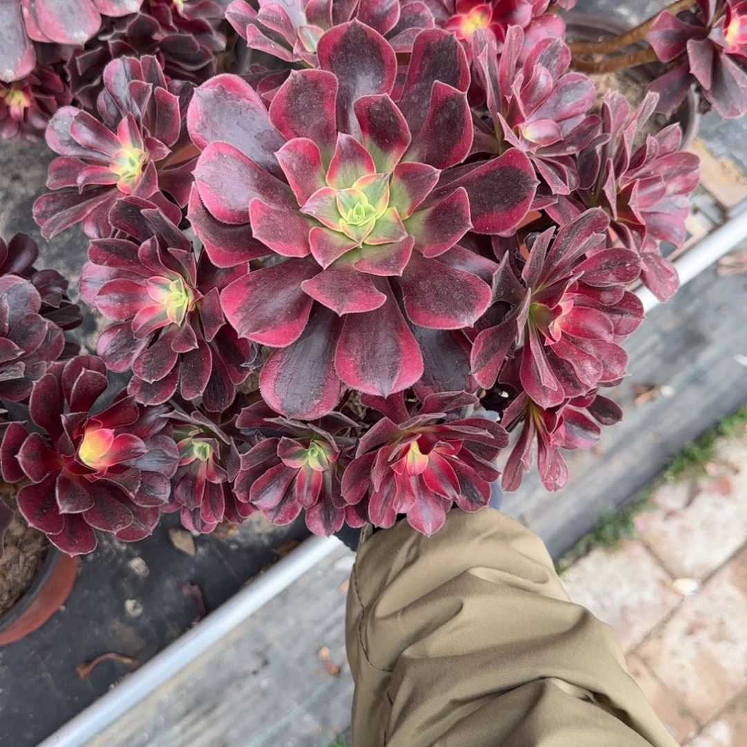 无花朵美杜莎中号