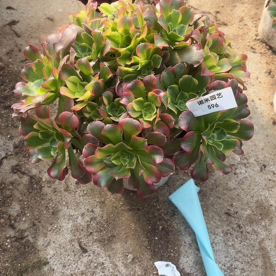 特斯拉绣球多肉植物596