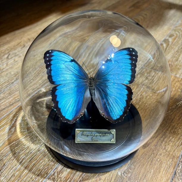 【草木精灵】蓓蕾黑框蓝闪蝶标本玻璃罩收藏送礼高级定制礼物首选