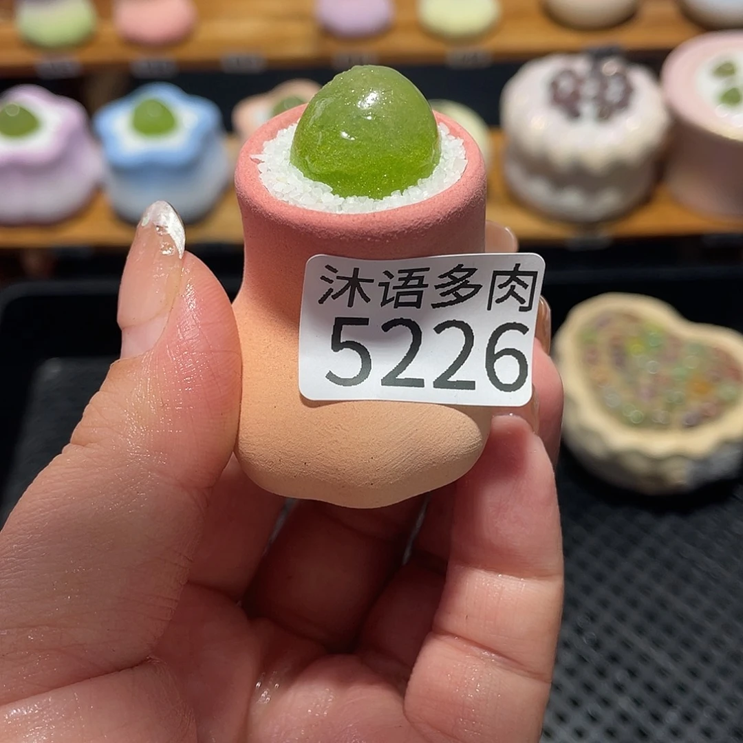 @***^带盆土植物 一物一拍5226