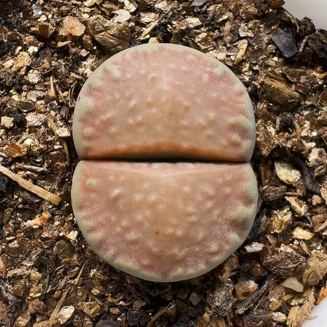 生石花11111。   311