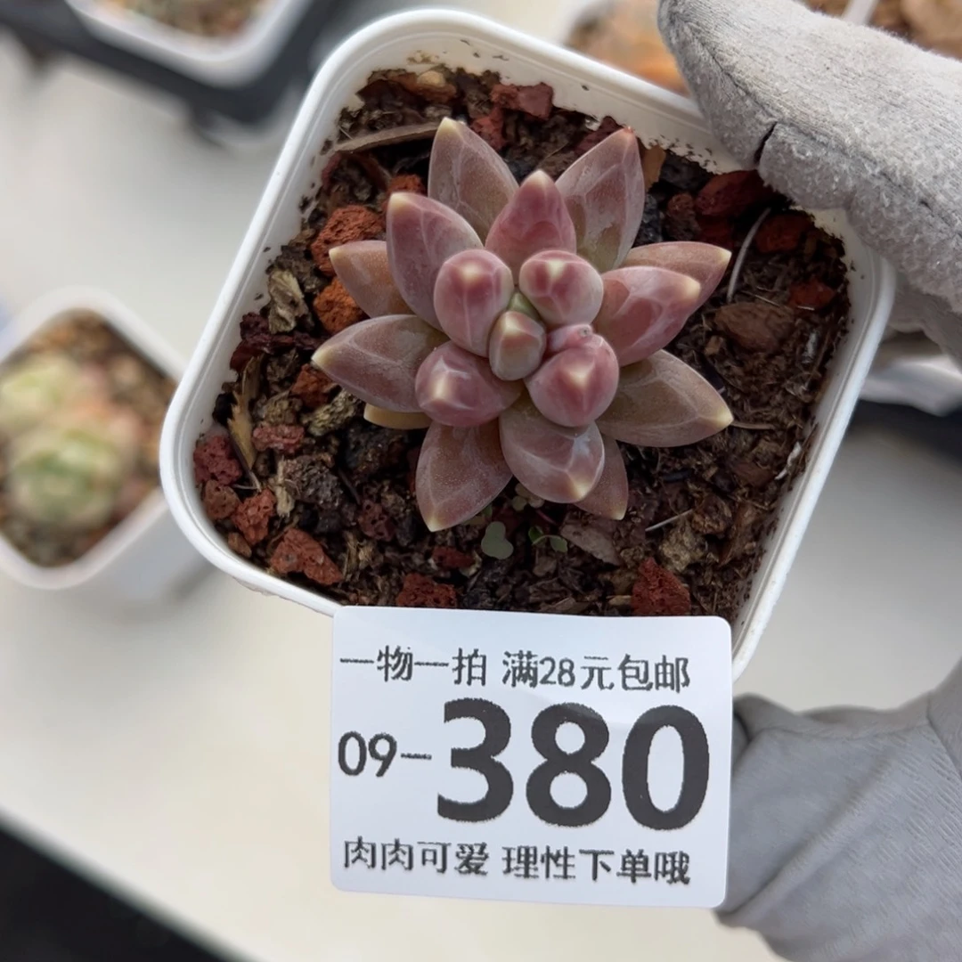乌拉克拉多肉多多肉