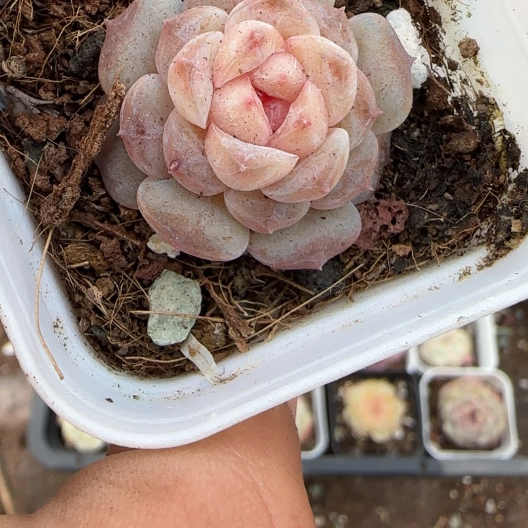 多肉小卡拉米糖心一物一拍