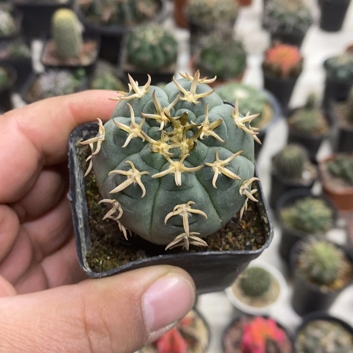 实生猫爪特价福利