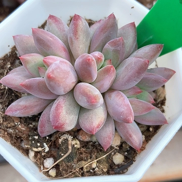 多肉植物金鱼姬三头1675